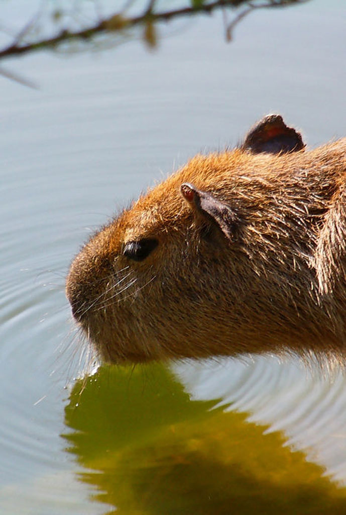 capibara