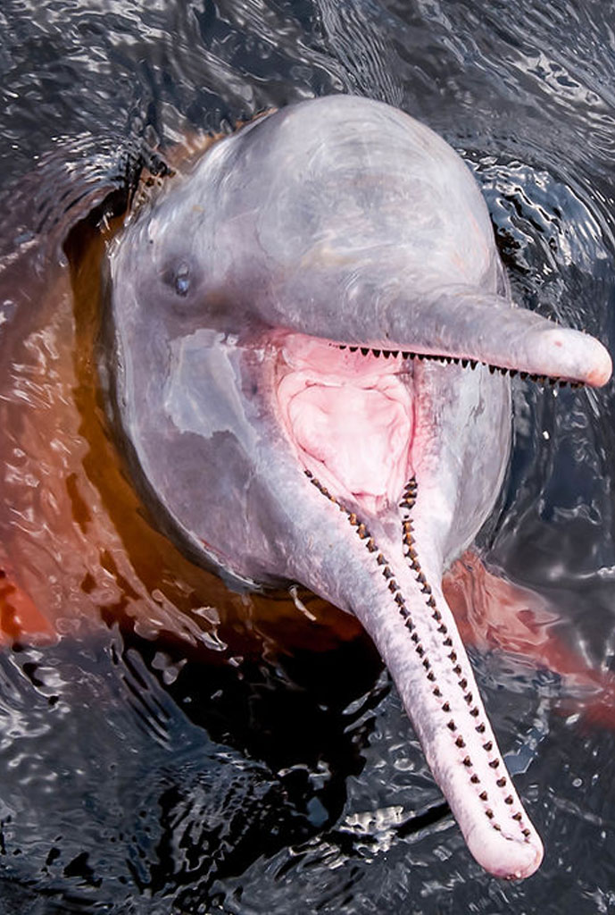 delfin