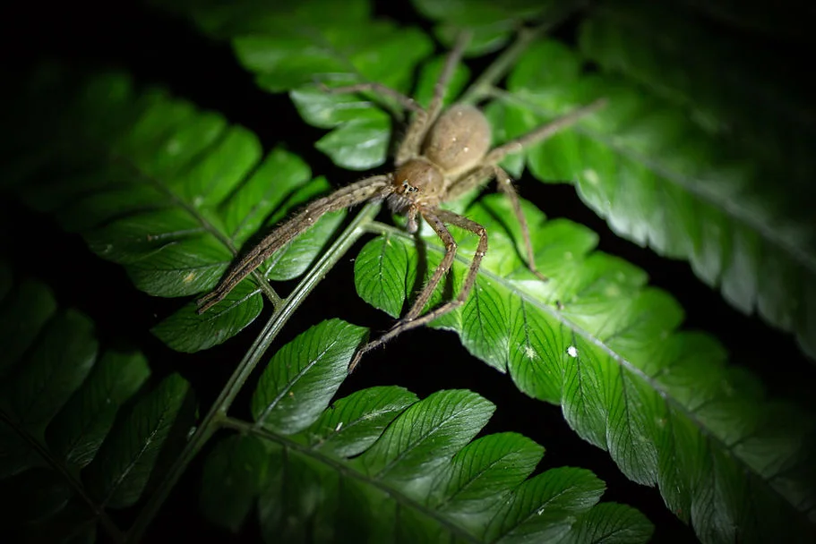 fauna_galeria06