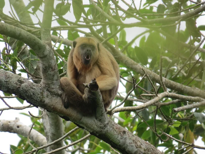 fauna_galeria09