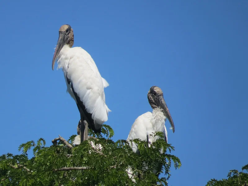pampas-1
